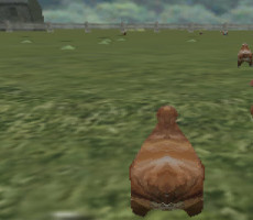 Crazy Chicken 3d